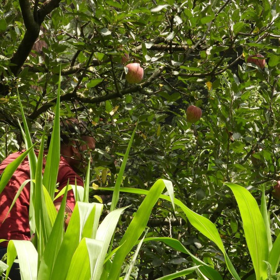 The Royal Orchard Kasol Exterior foto